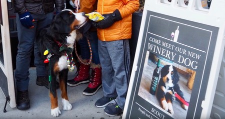 Bernese Mountain Dog Party