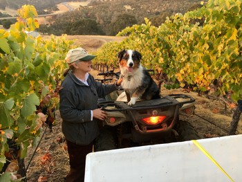 Winery dog Timber at vineyard