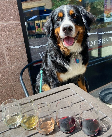Photo of dog at tasting room